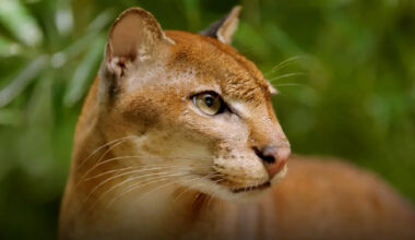 Africa's 'cryptic' golden cat is so rare, no one knows how many there are; AI is changing that