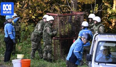 Japan deploys troops to the northern town of Kazuno to trap bears after record wave of attacks and deaths