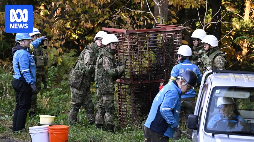 Japan deploys troops to the northern town of Kazuno to trap bears after record wave of attacks and deaths