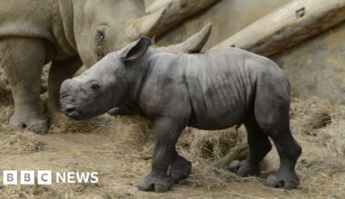 Cotswold Wildlife Park welcomes white rhino calf Markus