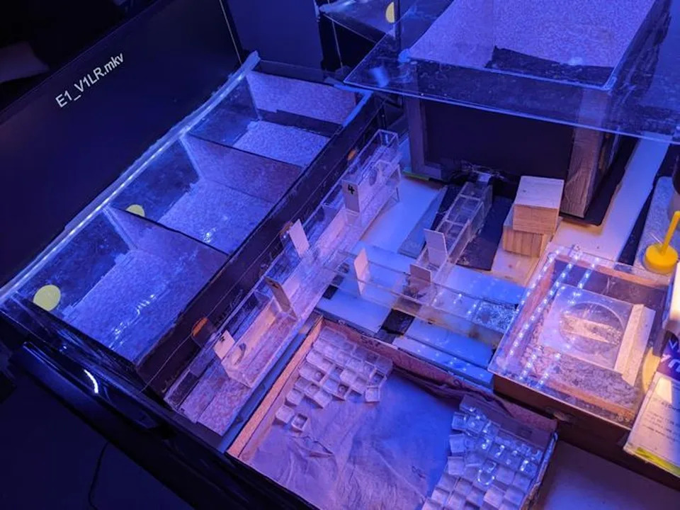 Researchers used a maze set-up to test whether the bees could recognise the light signals (Alex Davidson/Queen Mary University of London)