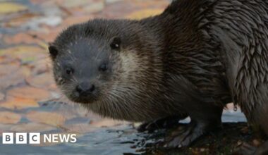 Tees Barrage otters delighting visitors and photographers