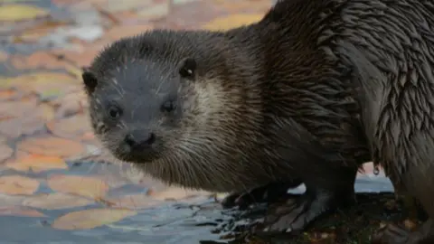 Rick Ingham A close up picture of a wet otter standing on a log surrounded in water with orange leaves floating on the surface.