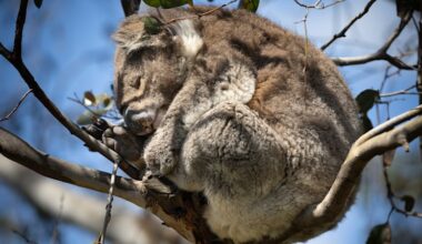 French Island locals plead for government intervention