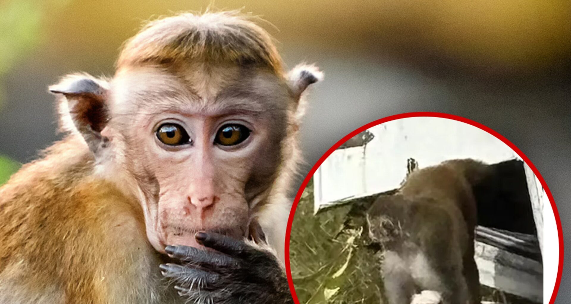 Escaped Monkey in Mississippi Killed By Frightened Mother