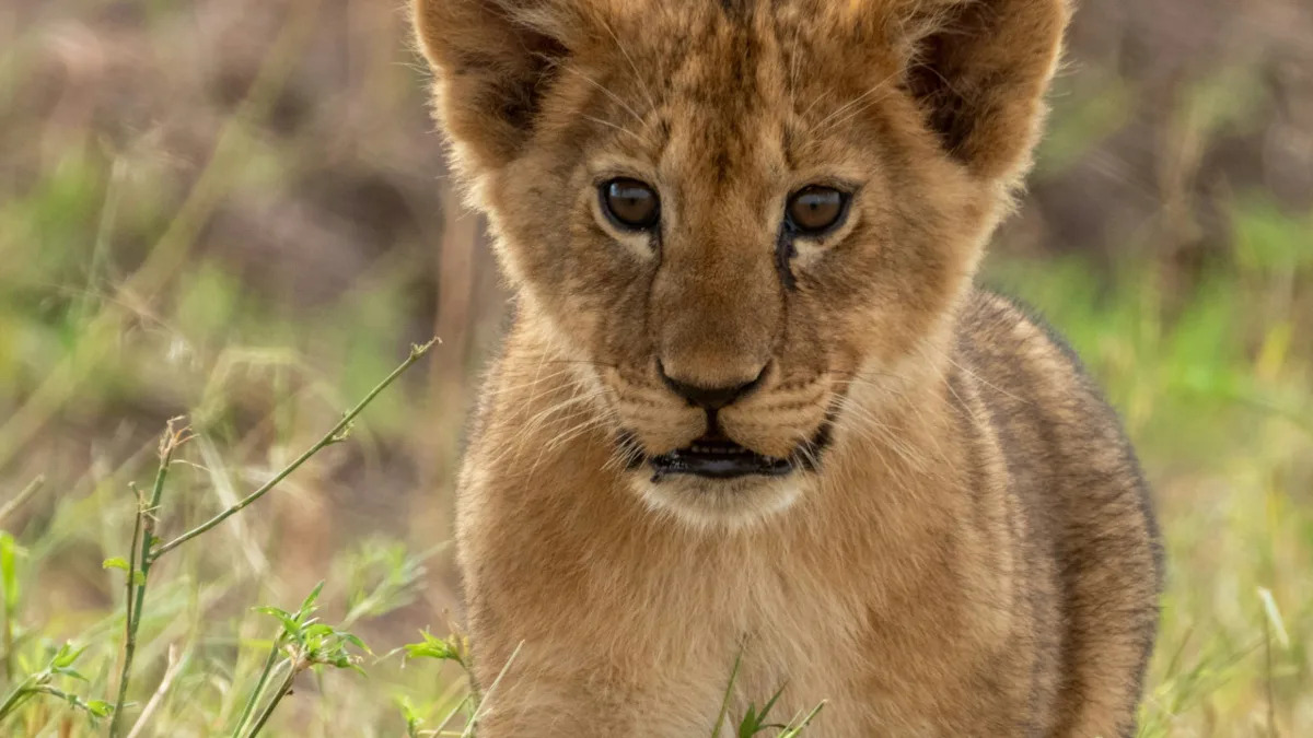 Yahoo lifestyle home