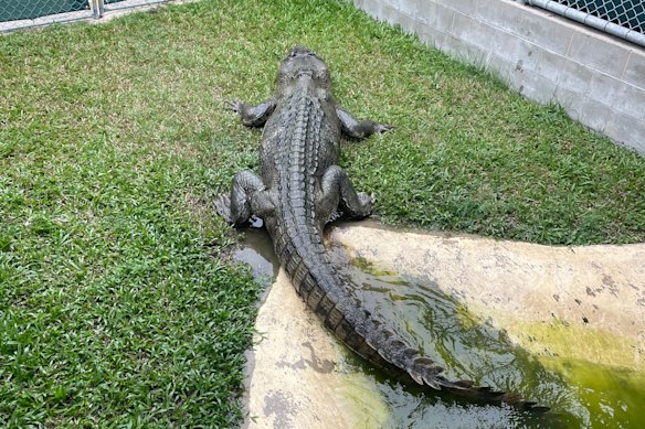 The smaller crocodile is missing its right back foot.