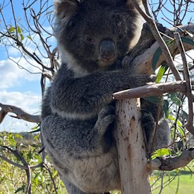 A koala clings to a mostly stripped tree on French Island.