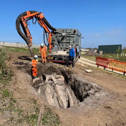 A large rectangular hole in the ground reveals the skull of the whale. There is an excavator in the background and three people are looking into the hole.