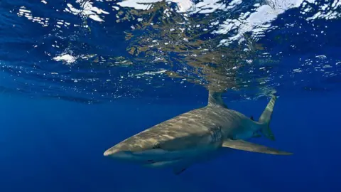 Getty Images A Galapagos shark swimming near the surface