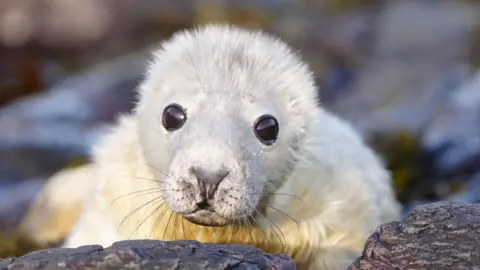 PA Media A seal pup with white fur looking towards the camera and lying on rocks on the Farne Islands.
