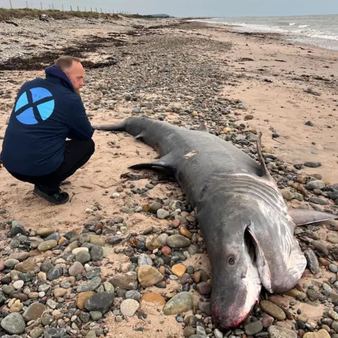 Shark and Skate Scotland A man wearing dark blue clothing squats down beside the shark.