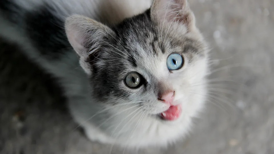 Beautiful cat with different colored eyes on the street.Images via Shutterstock&sol;iluistrator