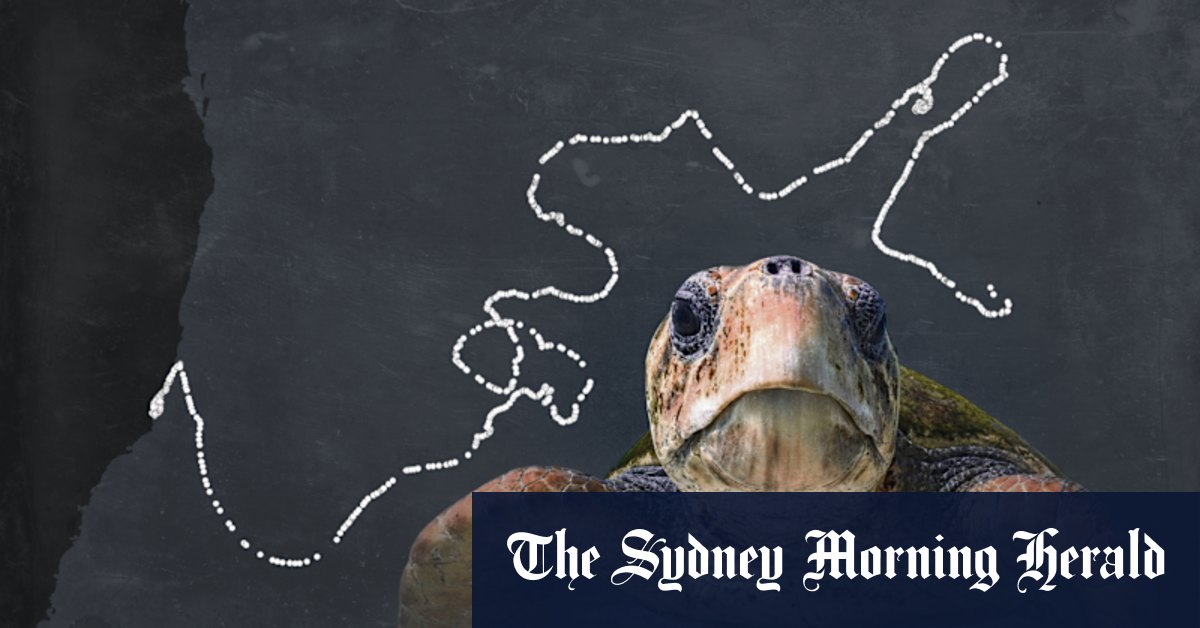 Marine creatures often stay in singular locations for long periods, research says