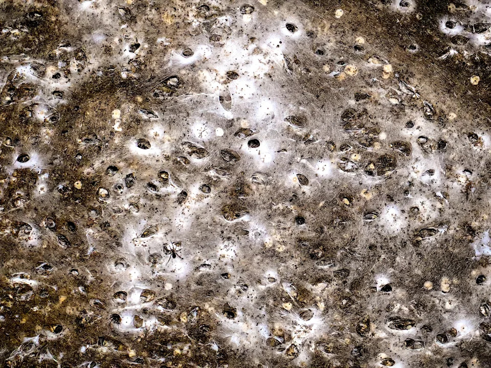 An undated image shows spider's webs on a wall in Sulfur Cave, on the Greek-Albanian border.  / Credit: Istvan Urak / AP