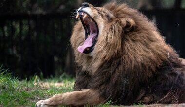 Scientists perplexed to find lions producing whole new type of roar