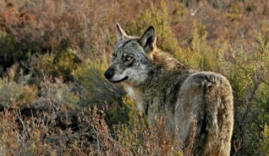 22 wolf attacks this year