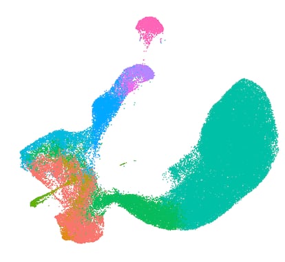 Distintos tipos de células en la corteza cerebral humana en formación.