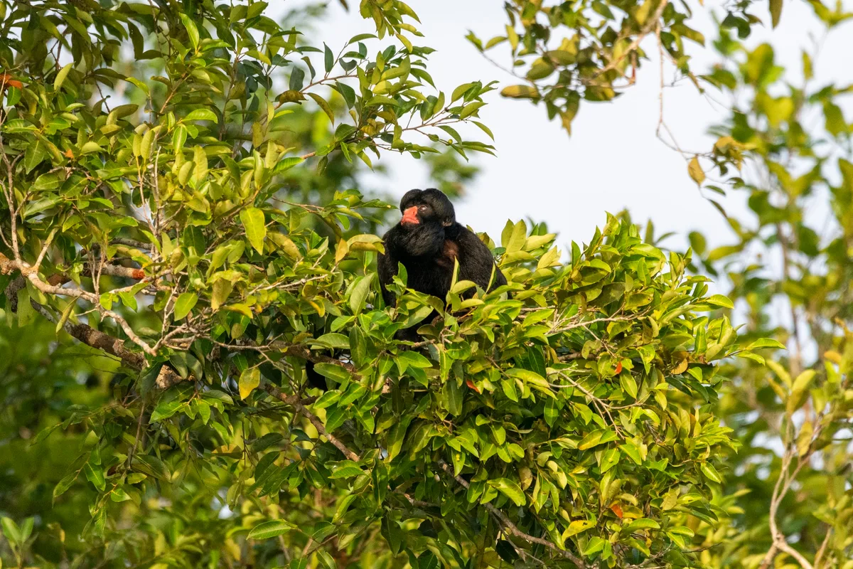Chiropotes albinasus