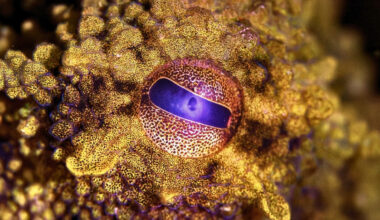 Scientists Recreate Rare Pigment Behind Octopus 'Superpowers' : ScienceAlert