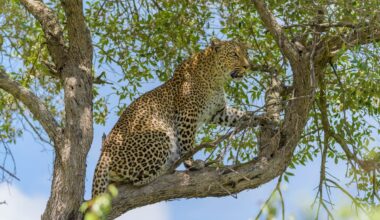 Leopard, Panthera pardus, on tree, Masai Mara National Reserve, Kenya, Africa