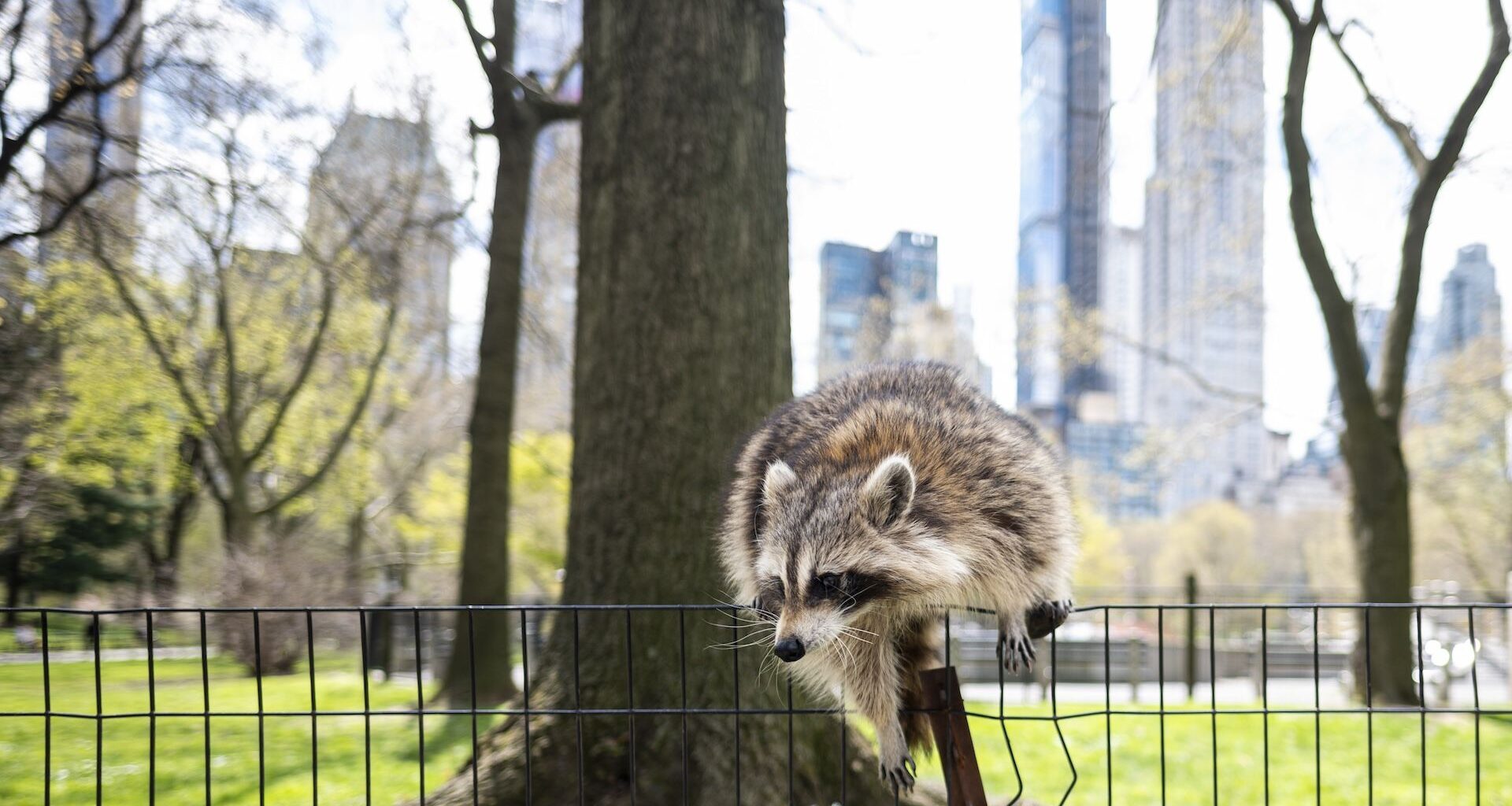 a raccoon on a fence in Central Park with a view of the NYC skyline in the background