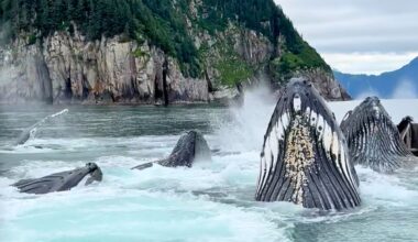 “Hungry giants” filmed exploding out of the ocean in Alaska
