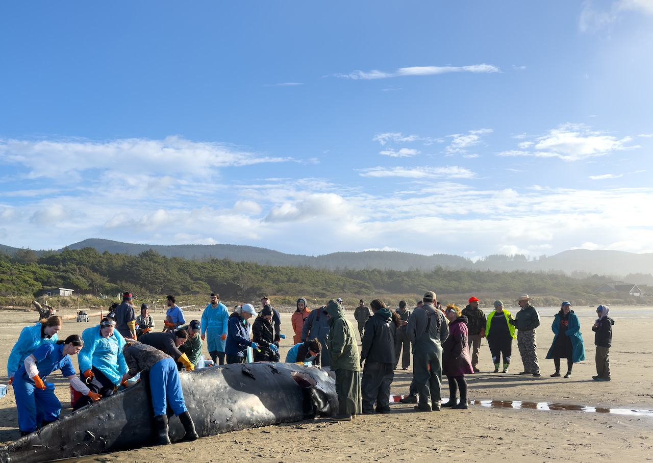 Stranded humpback