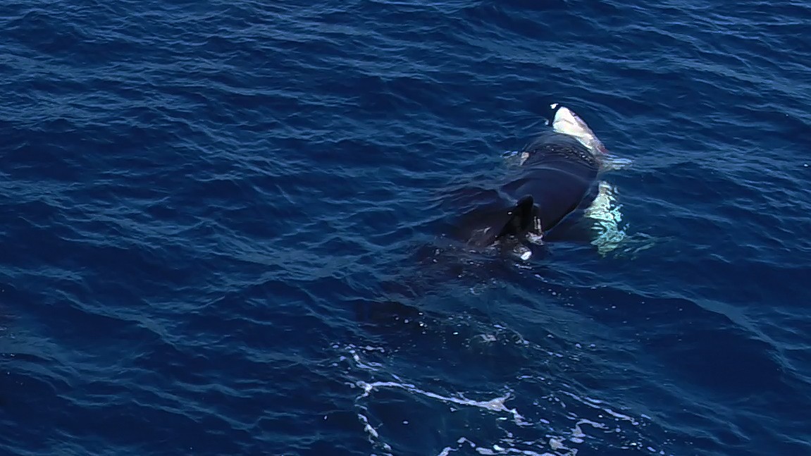 An orca closes in on a great white shark juvenile, biting it so its head is forced up over the ocean surface.