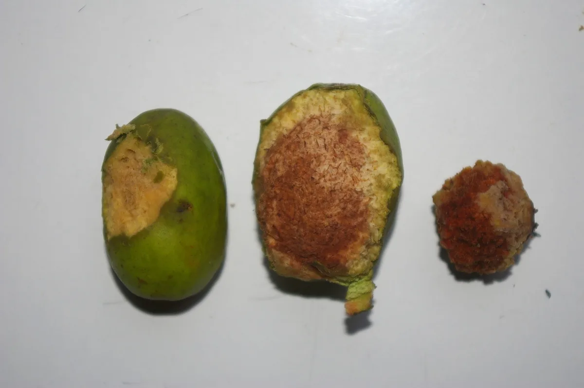 Licania Chrysobalanaceae