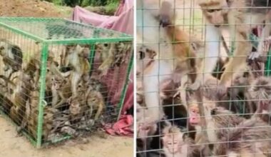 Animal rights group decries caged, starved monkeys in Thumpane