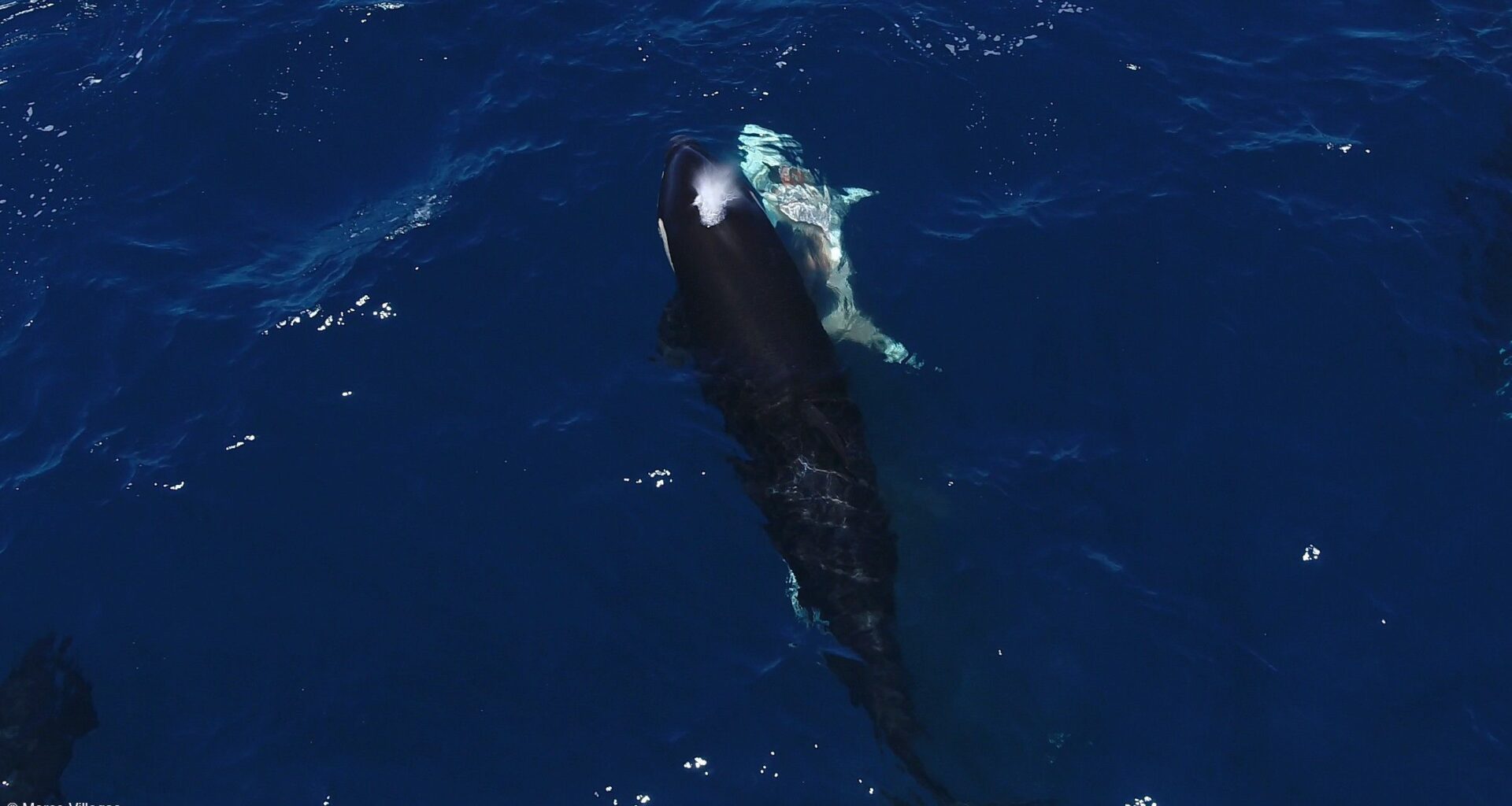 Orcas in the Gulf of California paralyze young great white sharks before ripping out their livers