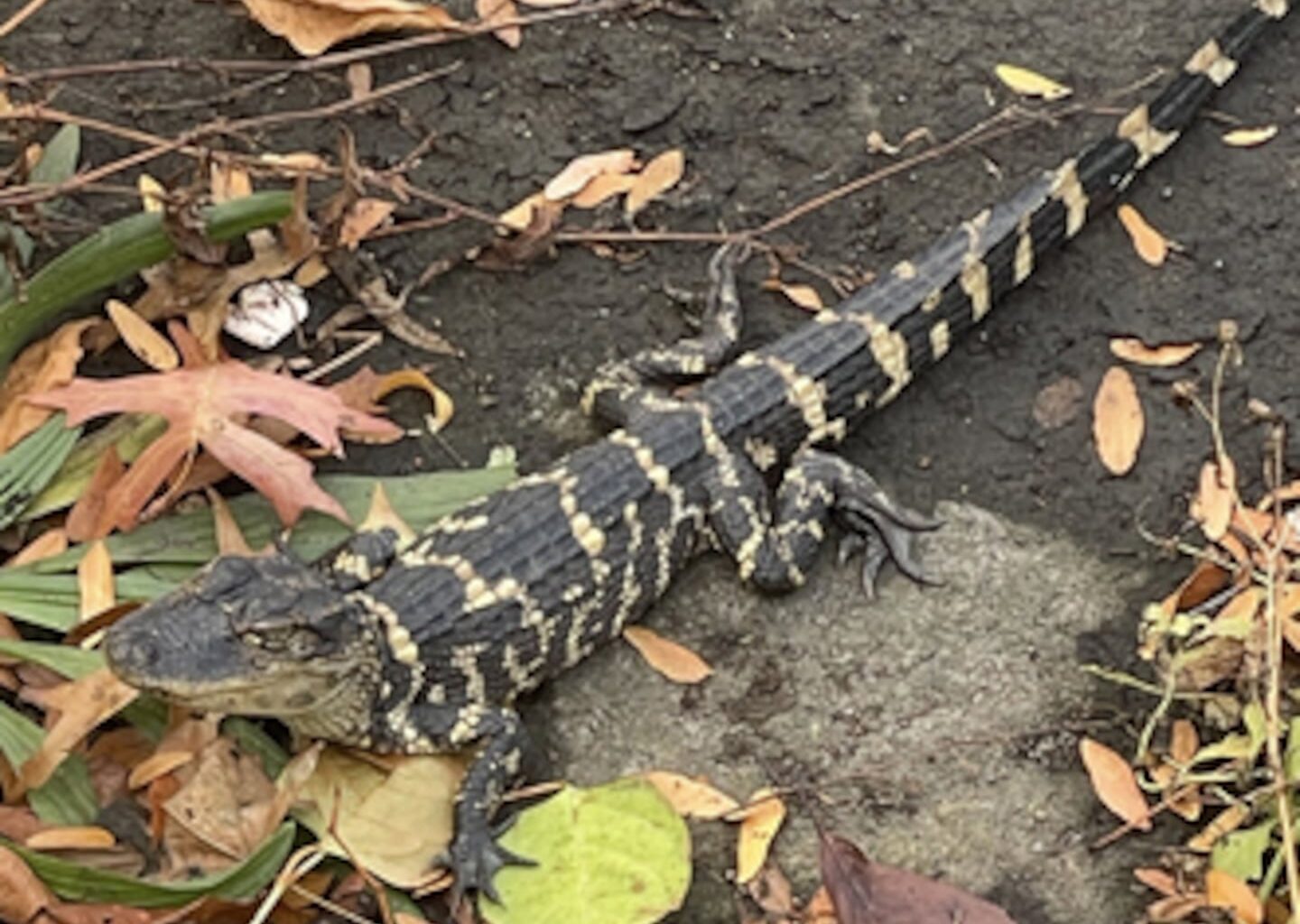 A photo of a small alligator taken by Trevor Rochelle on a walk along the Charles Sunday afternoon.