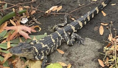 A photo of a small alligator taken by Trevor Rochelle on a walk along the Charles Sunday afternoon.