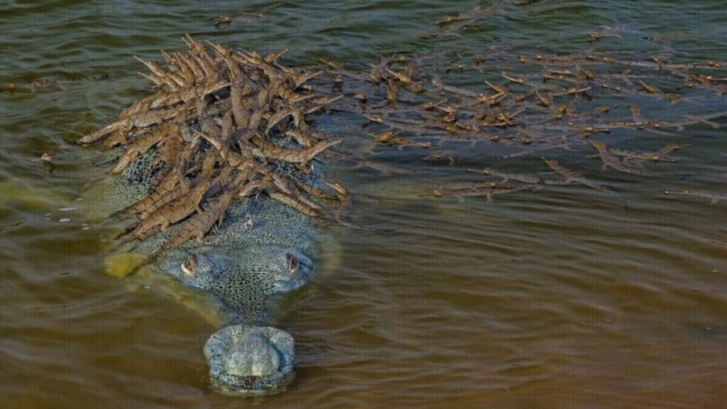 Photo of 100 baby crocodiles on dad's