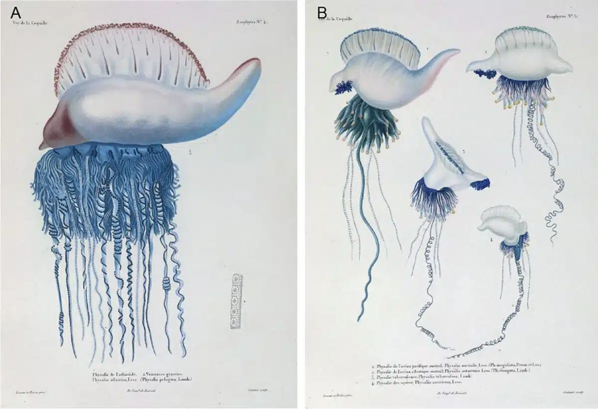 Plates Reproduced From Duperrey (1830) In The “zoophytes” Section Of The French Language Manuscript Written By Lesson