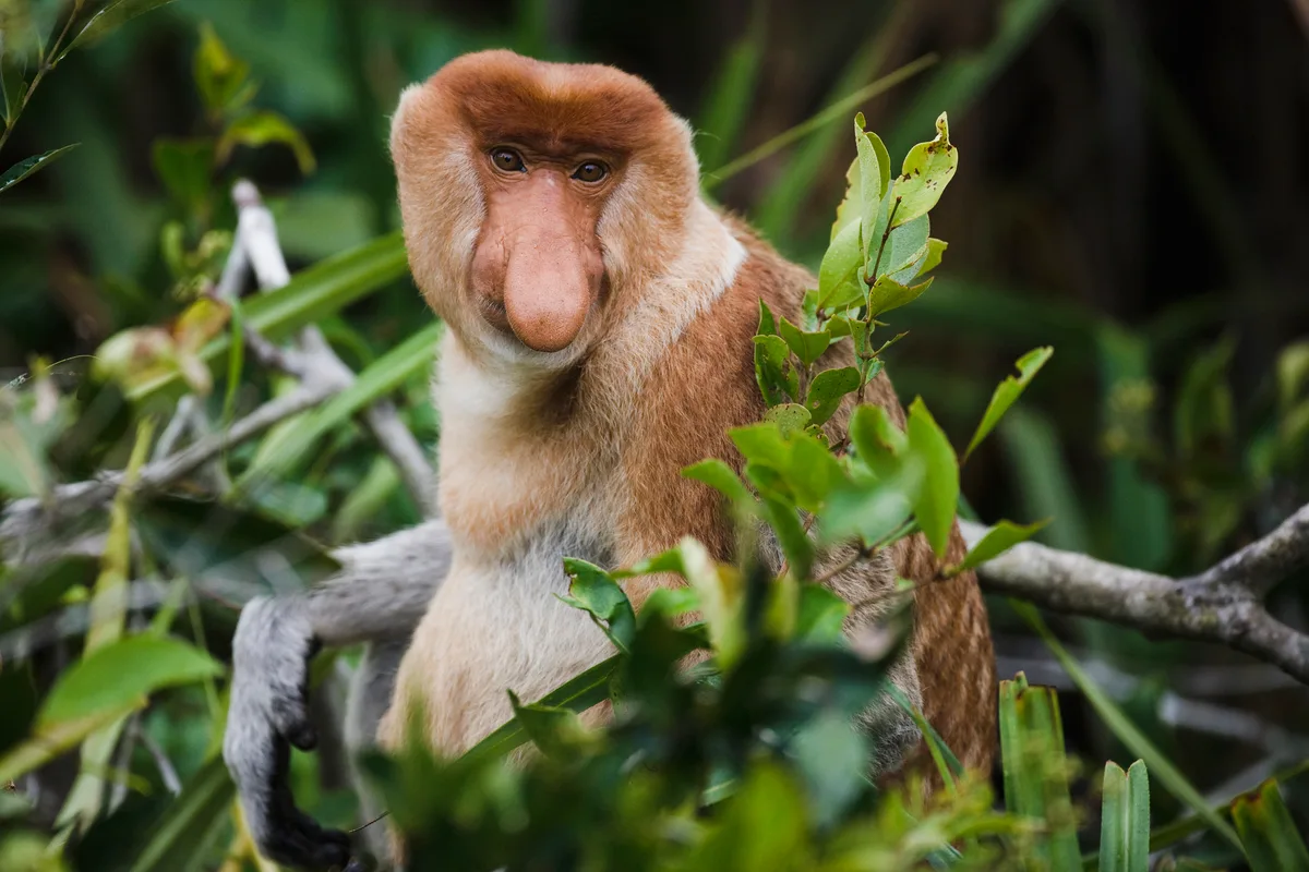 Proboscis monkey