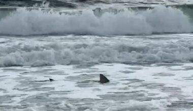 shark filmed in shallows at popular beach