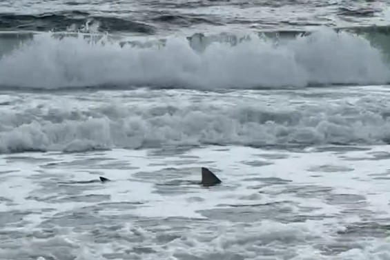 shark filmed in shallows at popular beach