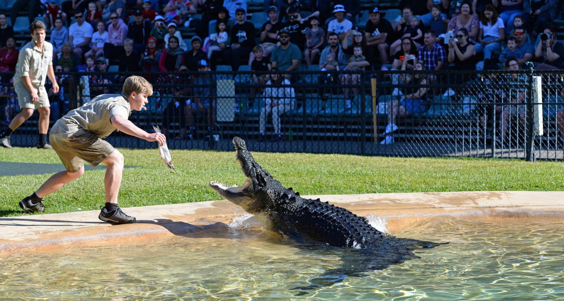 ‘Legendary’ wild saltie loved by Steve moved to zoo