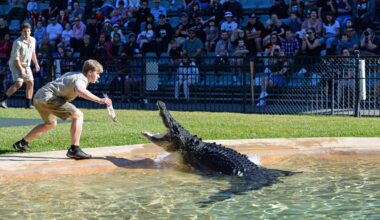 ‘Legendary’ wild saltie loved by Steve moved to zoo