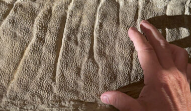 Image of a human hand pointing a finger at a slab of rock with tiny features—folds of skin and small scales—preserved.