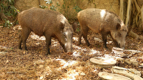 Farmers helpless as wild boars ravage Arava communities, destroy crops