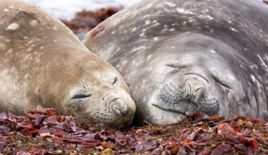 Avian flu has decimated world's largest breeding colony of southern elephant seals