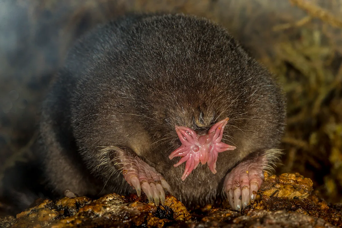 A mole with a star-shapped nose.