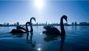We've all heard about black swans, but what about grey swans?