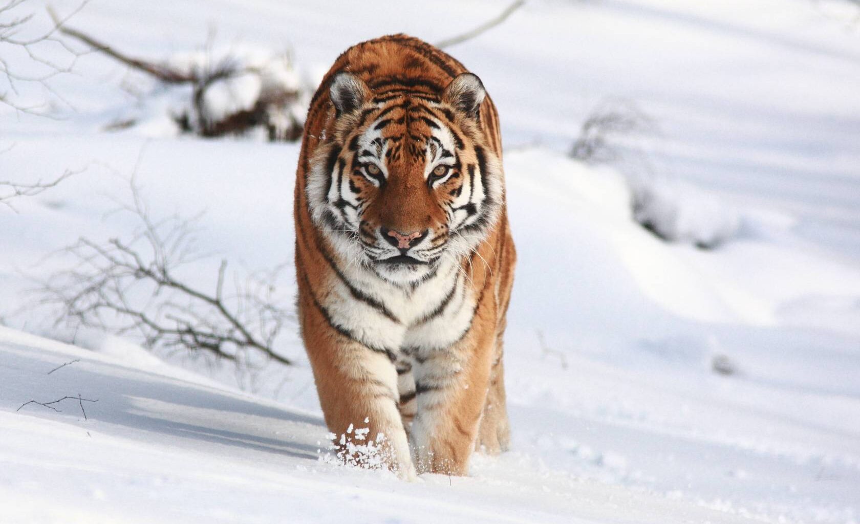 Tigers between the Great Powers