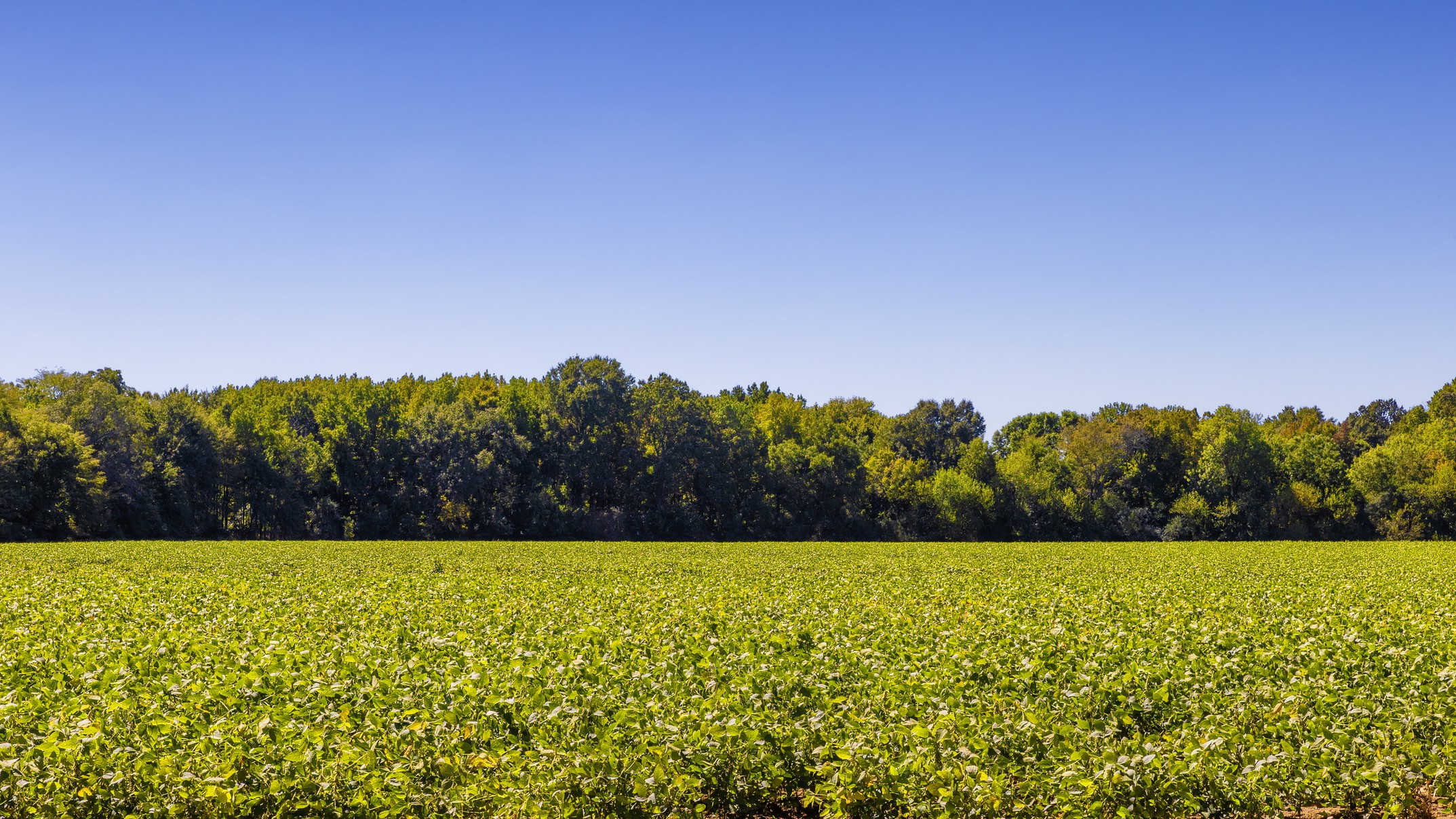 a field of peanut plants with a dense canopy, you can no longer see the rows of plants.