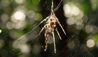 A spider-shaped assemblage of debris in a spiderweb.
