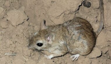 Conservation body asks Israel to protect rodent vulnerable to extinction